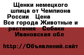 Щенки немецкого шпица от Чемпиона России › Цена ­ 50 000 - Все города Животные и растения » Собаки   . Ивановская обл.